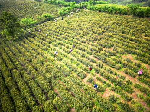 QQ_1722559826362.png QQ_1722559826362.png